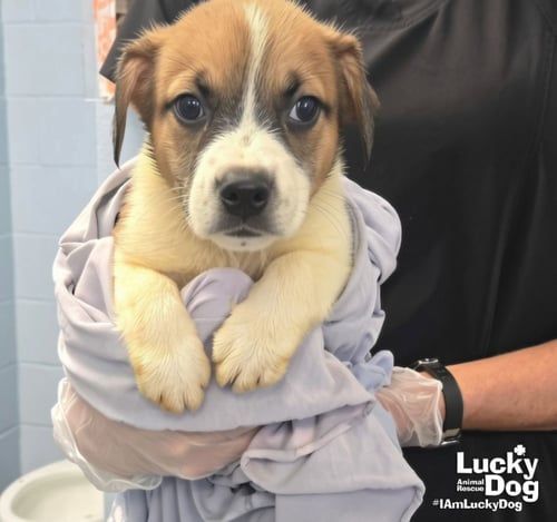 CARROT - Shepherd / Terrier available for adoption