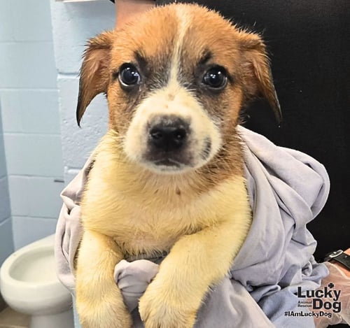 CARROT - Shepherd / Terrier available for adoption