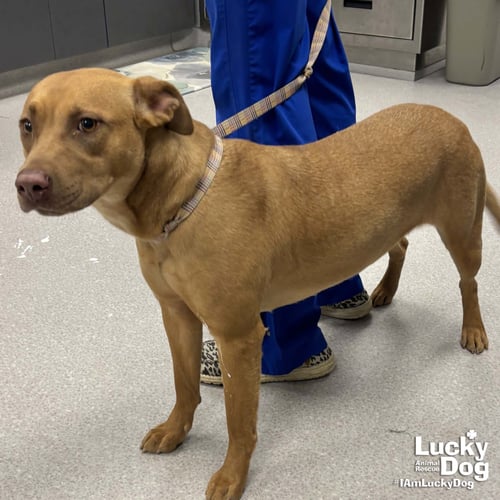 MA'AM - Labrador Retriever / Shepherd available for adoption