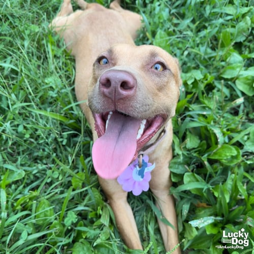MA'AM - Labrador Retriever / Shepherd available for adoption
