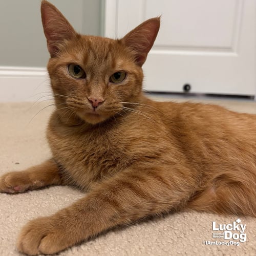 ELLE - Domestic Short Hair available for adoption