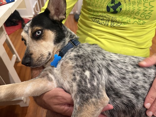 MARCELLA - Australian Cattle Dog/Blue Heeler available for adoption