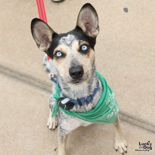 MARCELLA - Australian Cattle Dog/Blue Heeler available for adoption