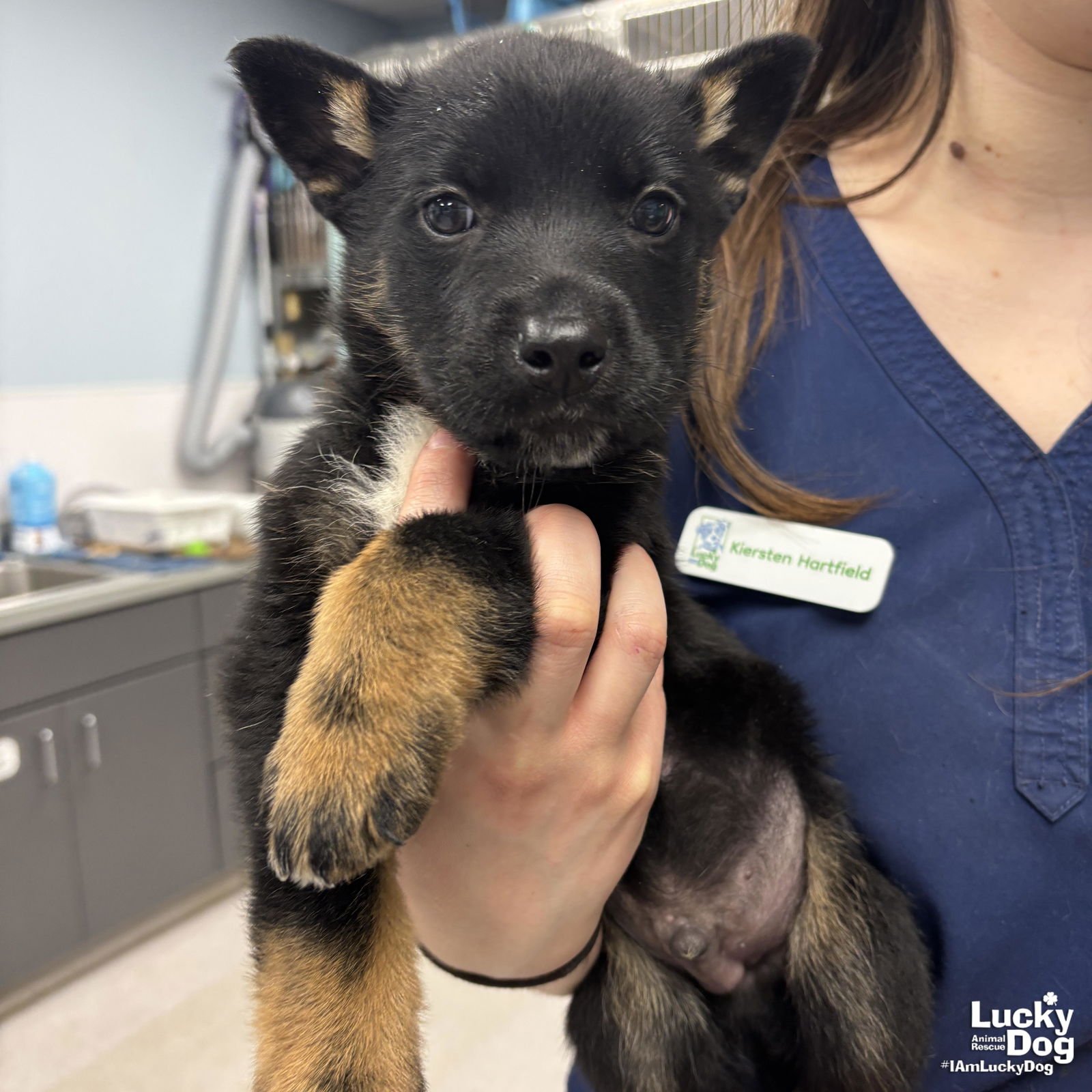 MAGIC - Shepherd available for adoption