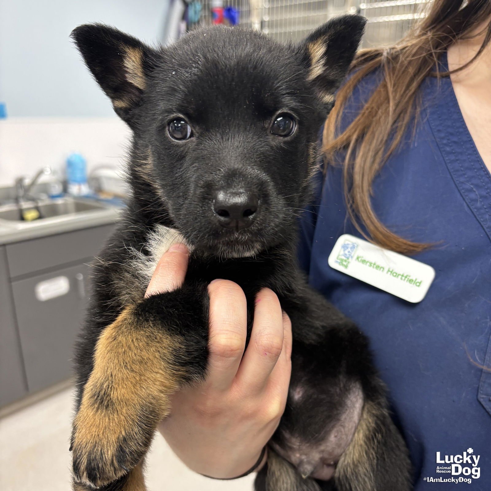 MAGIC - Shepherd available for adoption