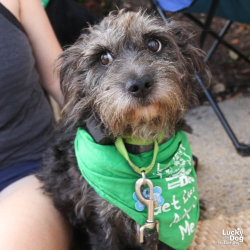 JIM - Schnauzer / Terrier available for adoption