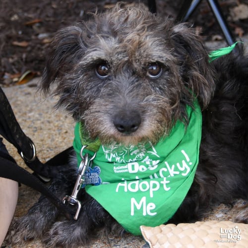 JIM - Schnauzer / Terrier available for adoption