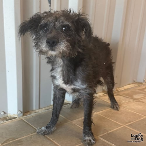 JIM - Schnauzer / Terrier available for adoption