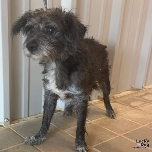 JIM - Schnauzer / Terrier available for adoption