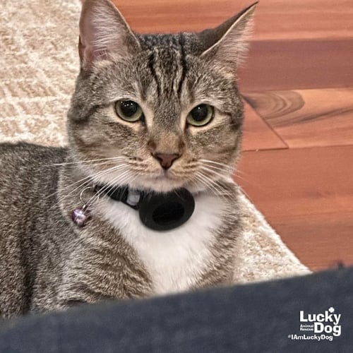 LUCILLE - Domestic Short Hair available for adoption