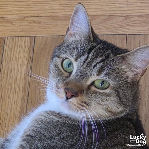 LUCILLE - Domestic Short Hair available for adoption