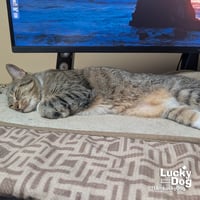 Lucille - Photo 4