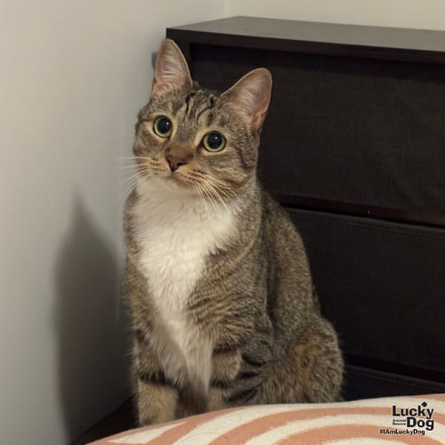 LUCILLE - Domestic Short Hair available for adoption