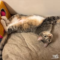 Lucille - Photo 3