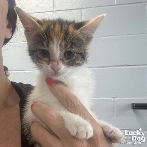 REBA - Domestic Short Hair available for adoption