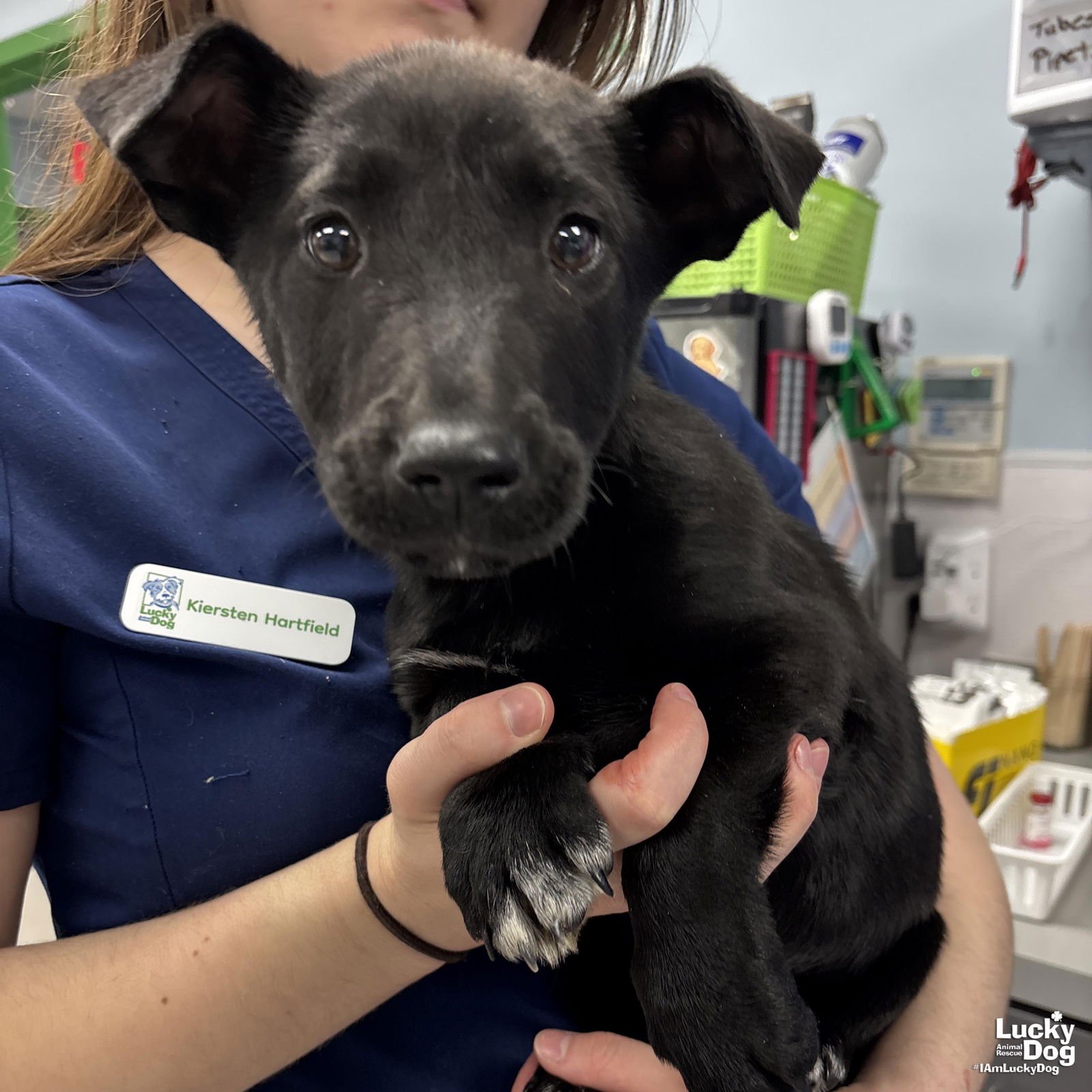MIRANDA - Labrador Retriever / Corgi available for adoption