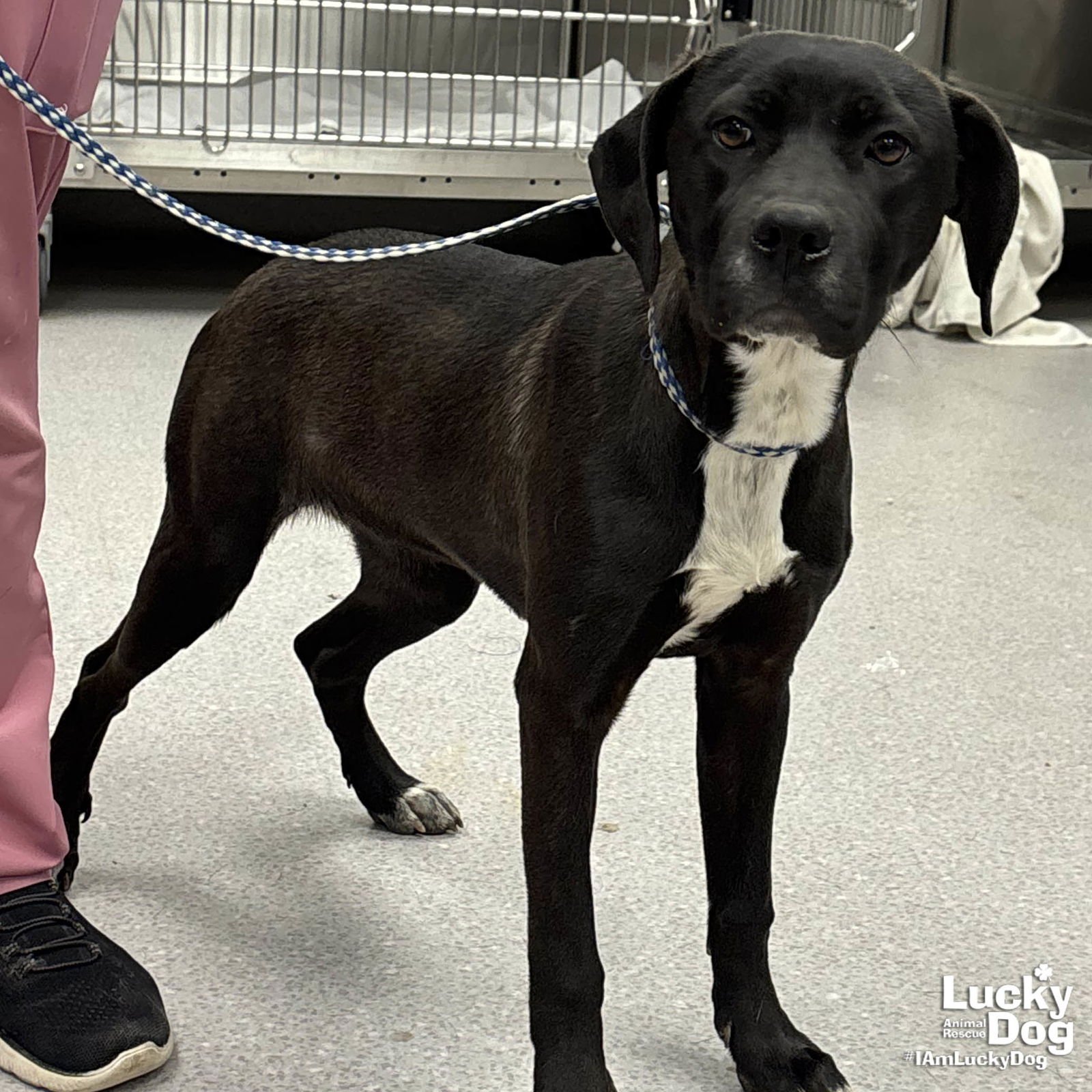 JUNE BUG - Labrador Retriever available for adoption