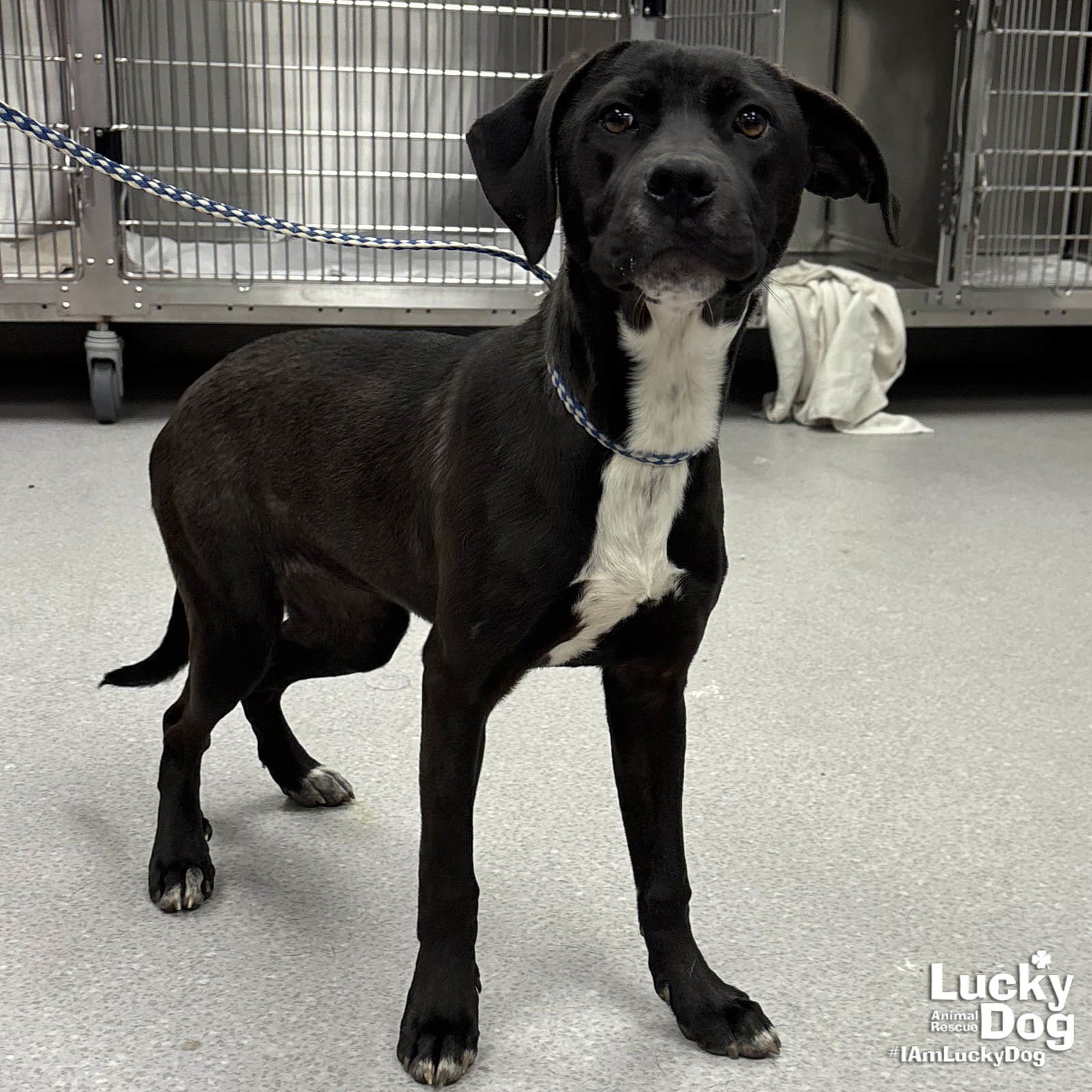 JUNE BUG - Labrador Retriever available for adoption