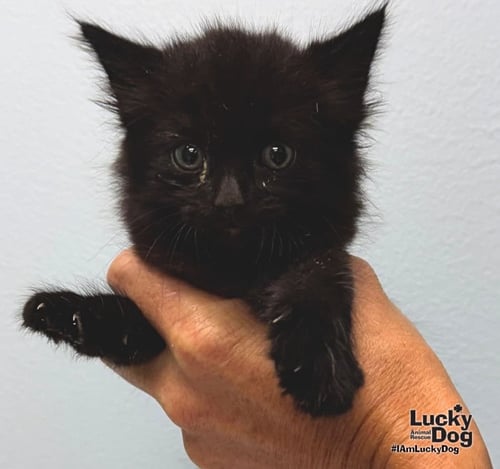 DEN - Domestic Long Hair available for adoption