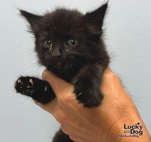 DEN - Domestic Long Hair available for adoption
