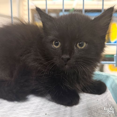 DEN - Domestic Long Hair available for adoption