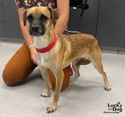 CHRYSTAL - Black Mouth Cur / Labrador Retriever available for adoption