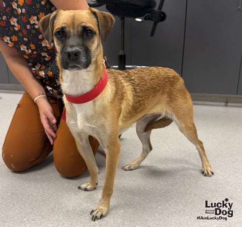 CHRYSTAL - Black Mouth Cur / Labrador Retriever available for adoption
