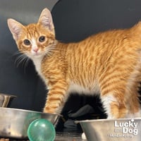 Elvis - Photo 3