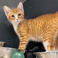 Elvis - Photo 4