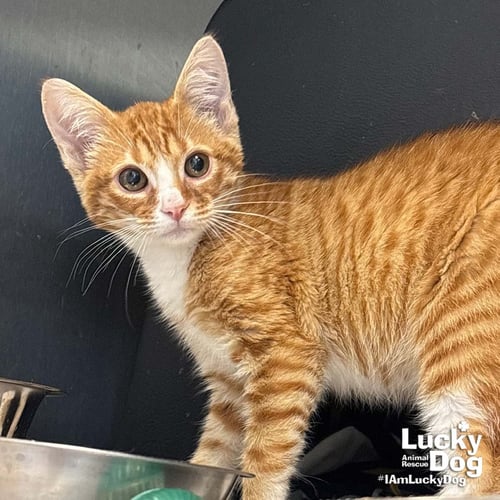 ELVIS - Domestic Short Hair available for adoption