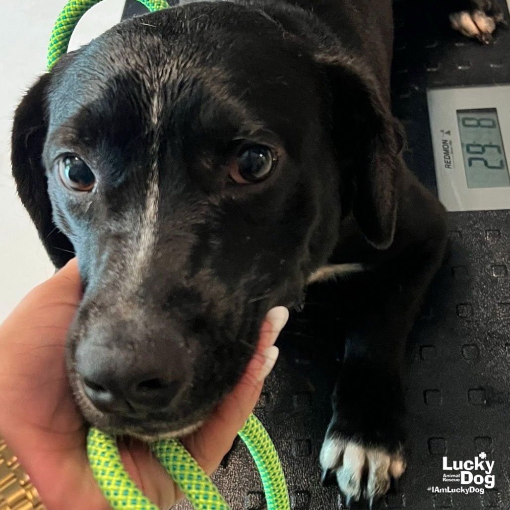 FRANCISCO - Labrador Retriever / Basset Hound available for adoption