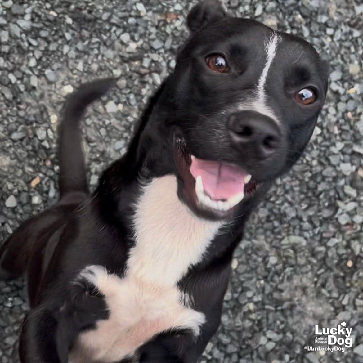 FRANCISCO - Labrador Retriever / Basset Hound available for adoption