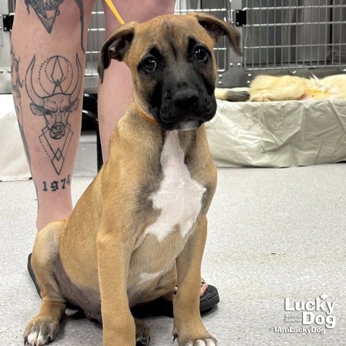 EMILIO - Shepherd available for adoption