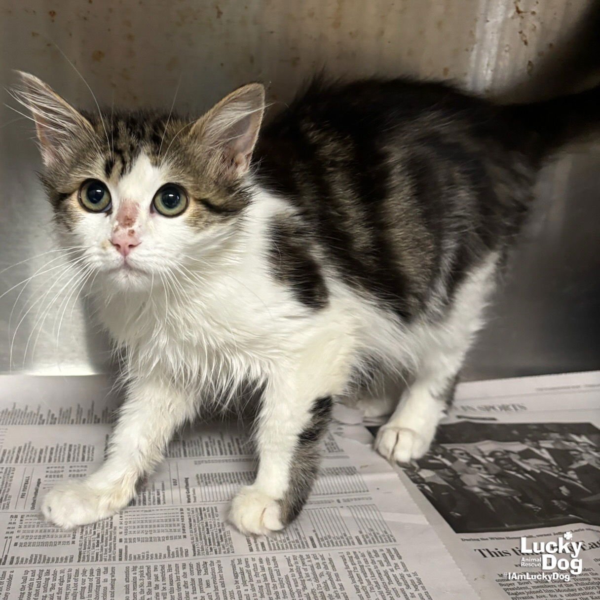 MONKEY - Domestic Long Hair available for adoption