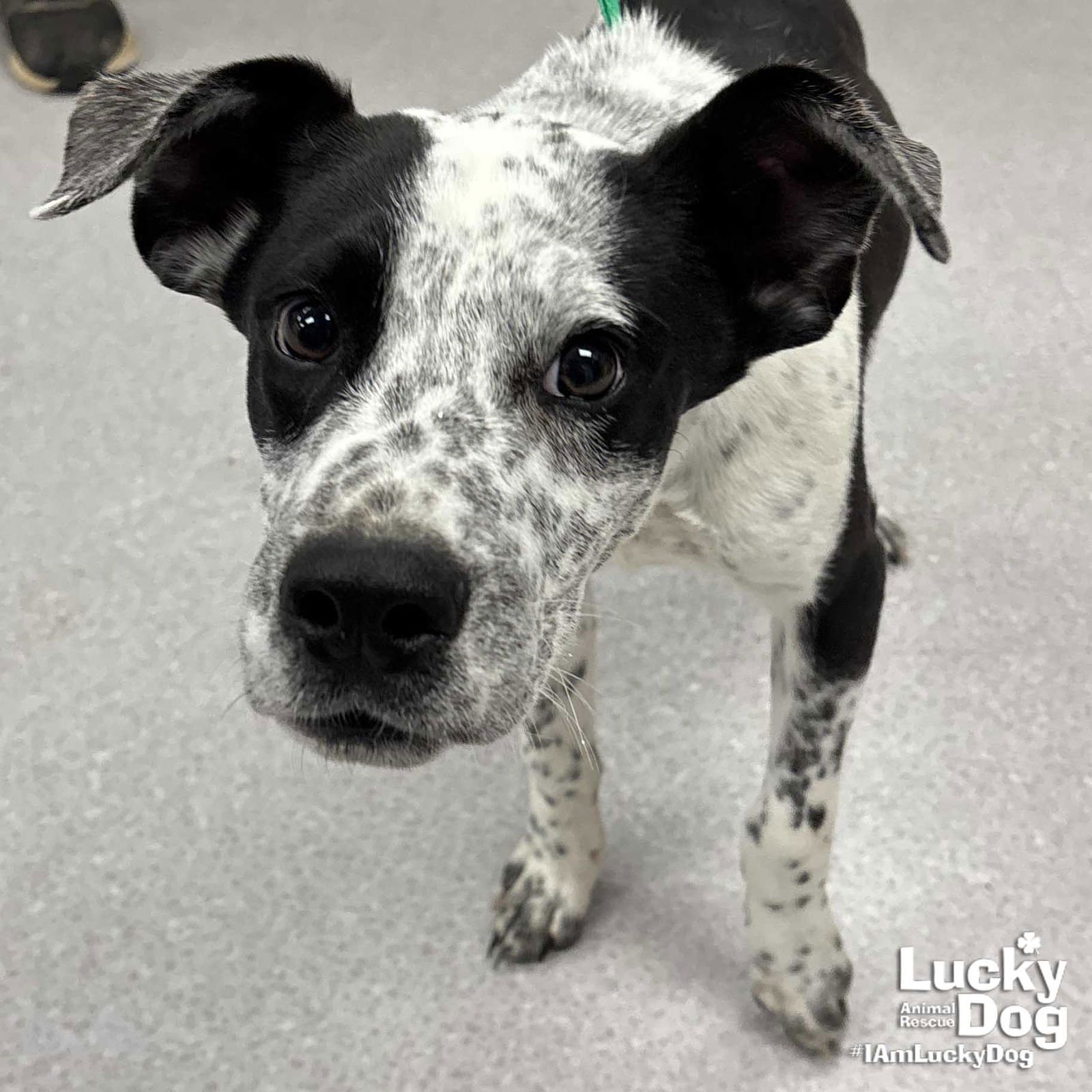 DIPPER - Australian Cattle Dog/Blue Heeler / Labrador Retriever available for adoption