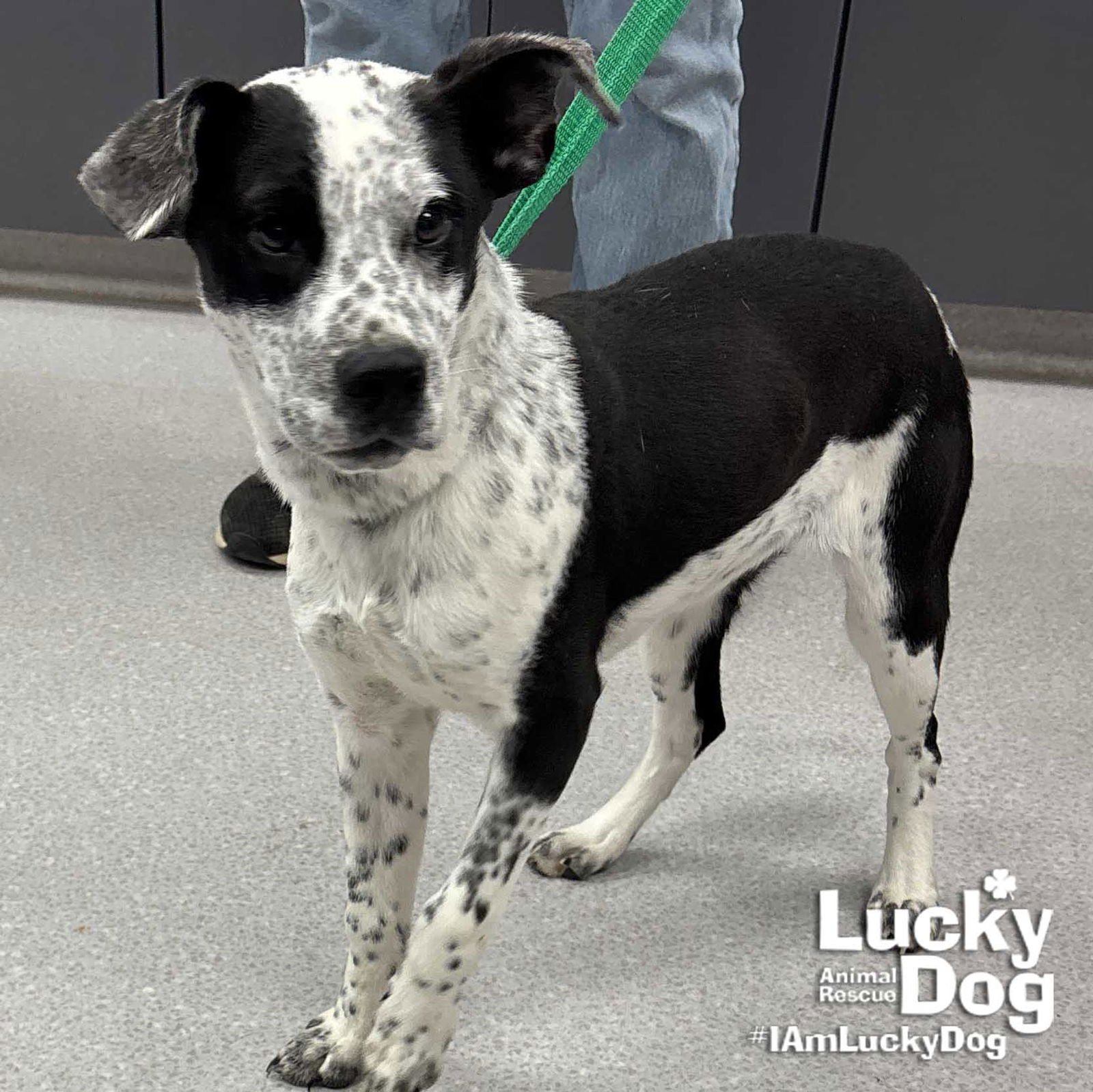 DIPPER - Australian Cattle Dog/Blue Heeler / Labrador Retriever available for adoption