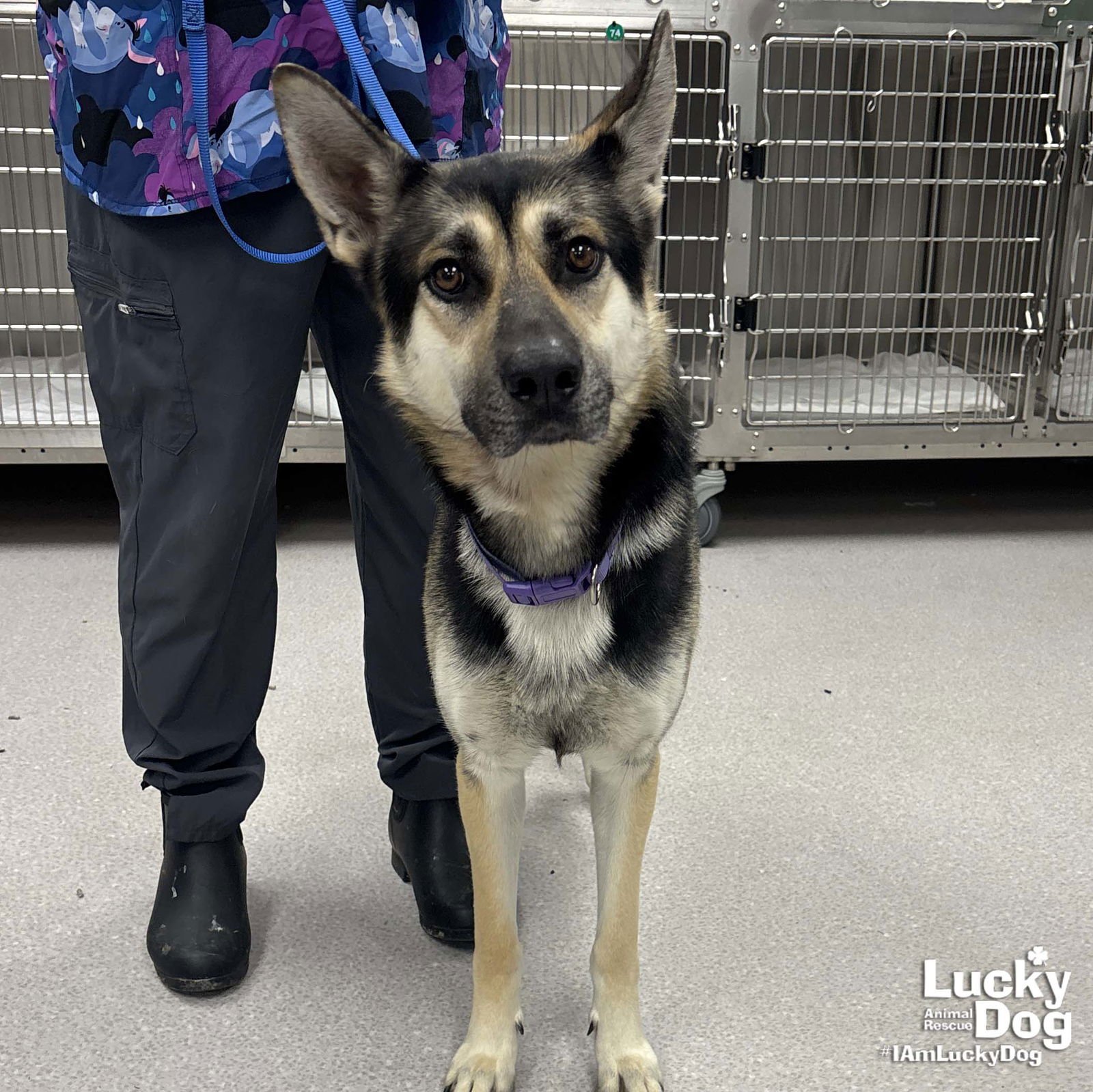 SARGE - German Shepherd Dog / Shepherd available for adoption