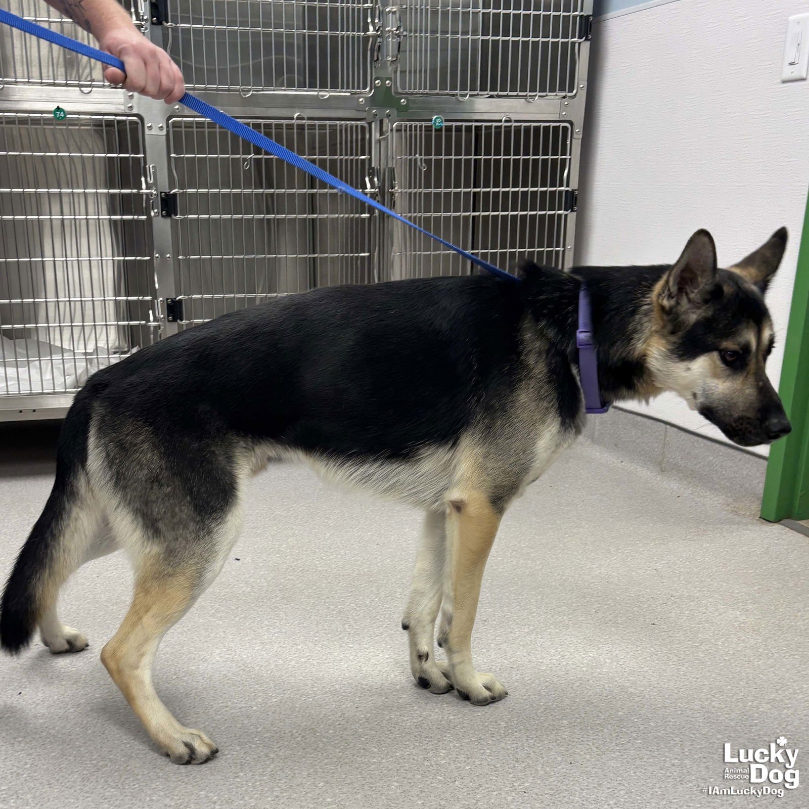 SARGE - German Shepherd Dog / Shepherd available for adoption