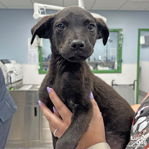 ASTEROID - Shepherd / Labrador Retriever available for adoption