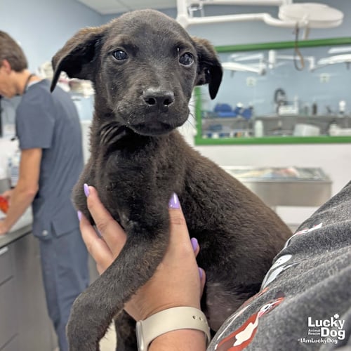 ASTEROID - Shepherd / Labrador Retriever available for adoption
