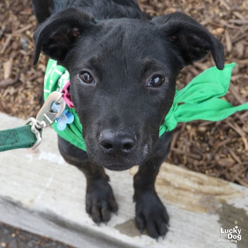 ASTEROID - Shepherd / Labrador Retriever available for adoption