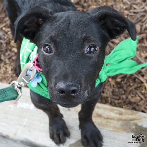 ASTEROID - Shepherd / Labrador Retriever available for adoption