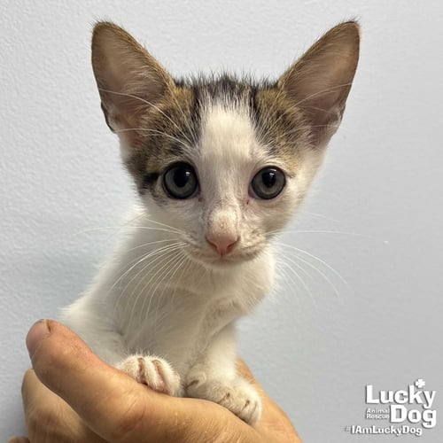 LEO - Domestic Short Hair available for adoption
