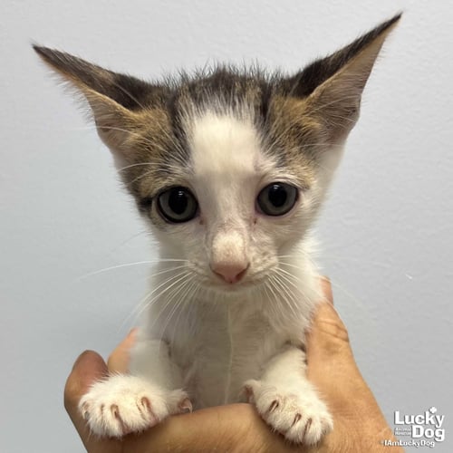 LEO - Domestic Short Hair available for adoption