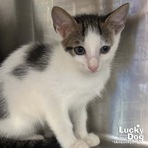 LEO - Domestic Short Hair available for adoption