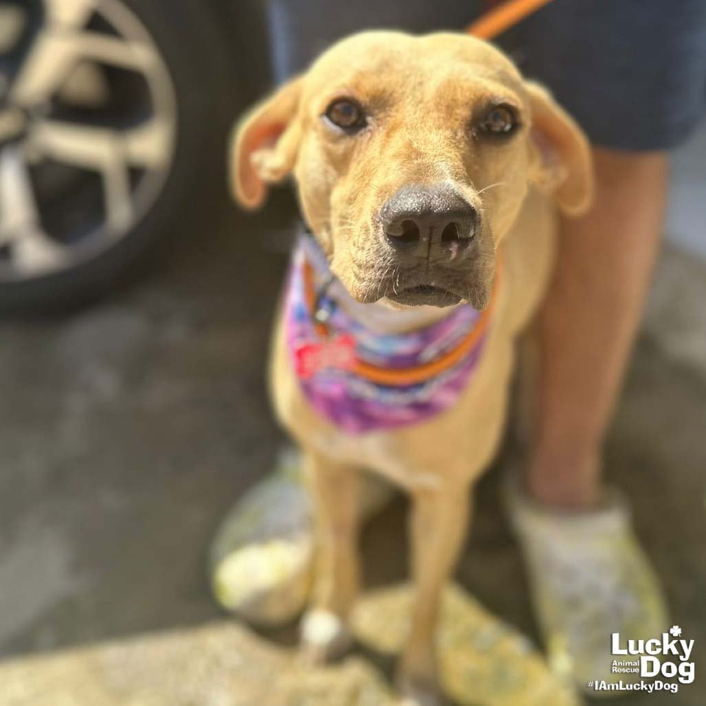 LALY - Labrador Retriever available for adoption