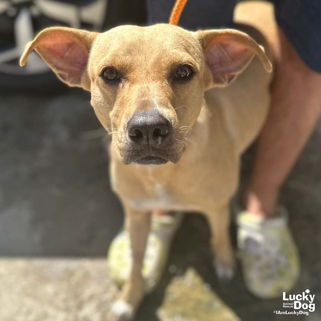 LALY - Labrador Retriever available for adoption