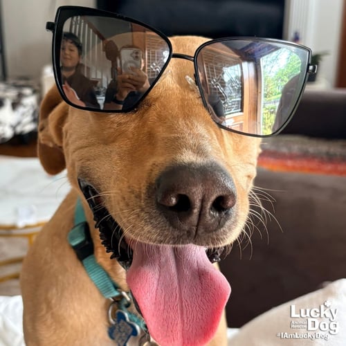 LALY - Labrador Retriever available for adoption