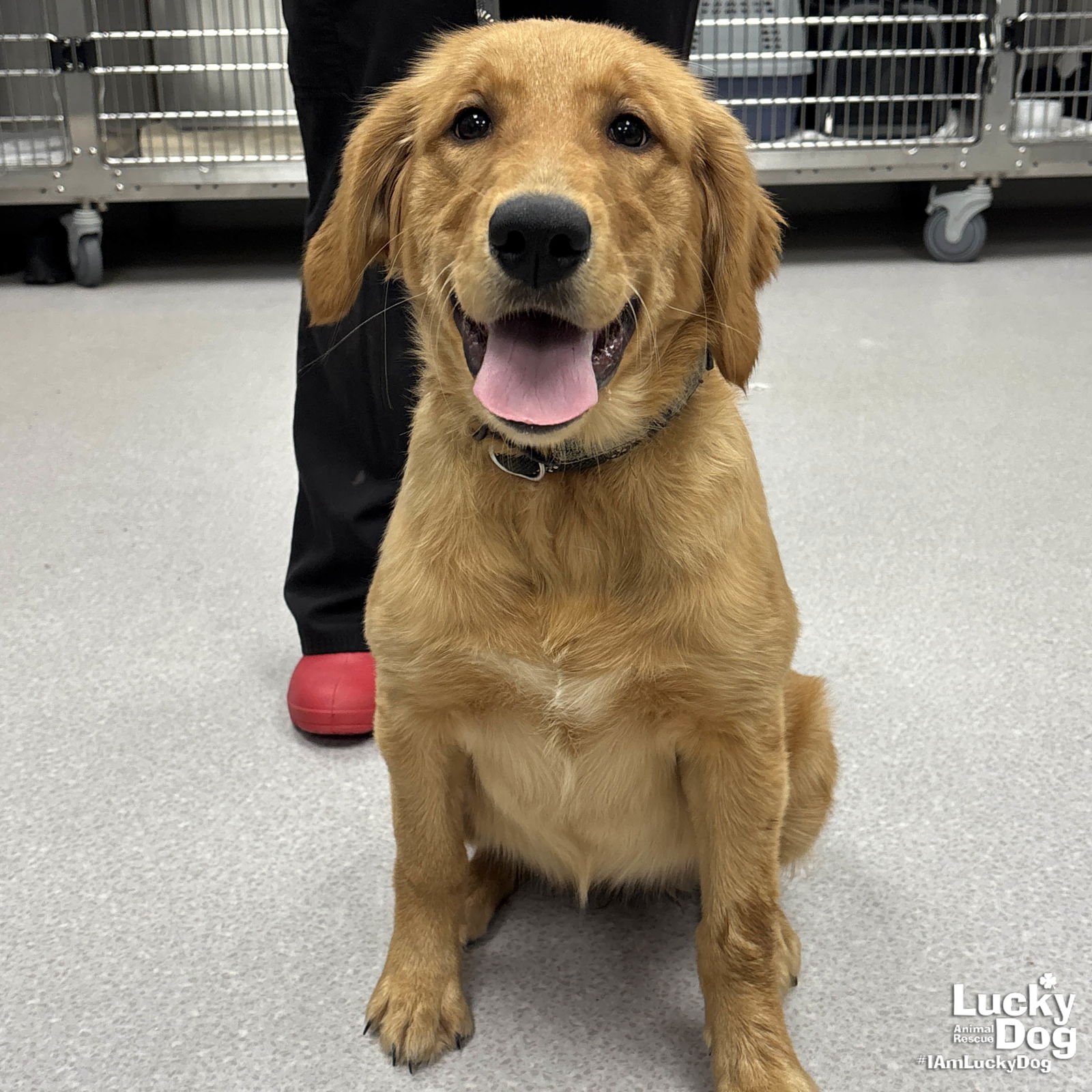 MORGAN - Golden Retriever available for adoption