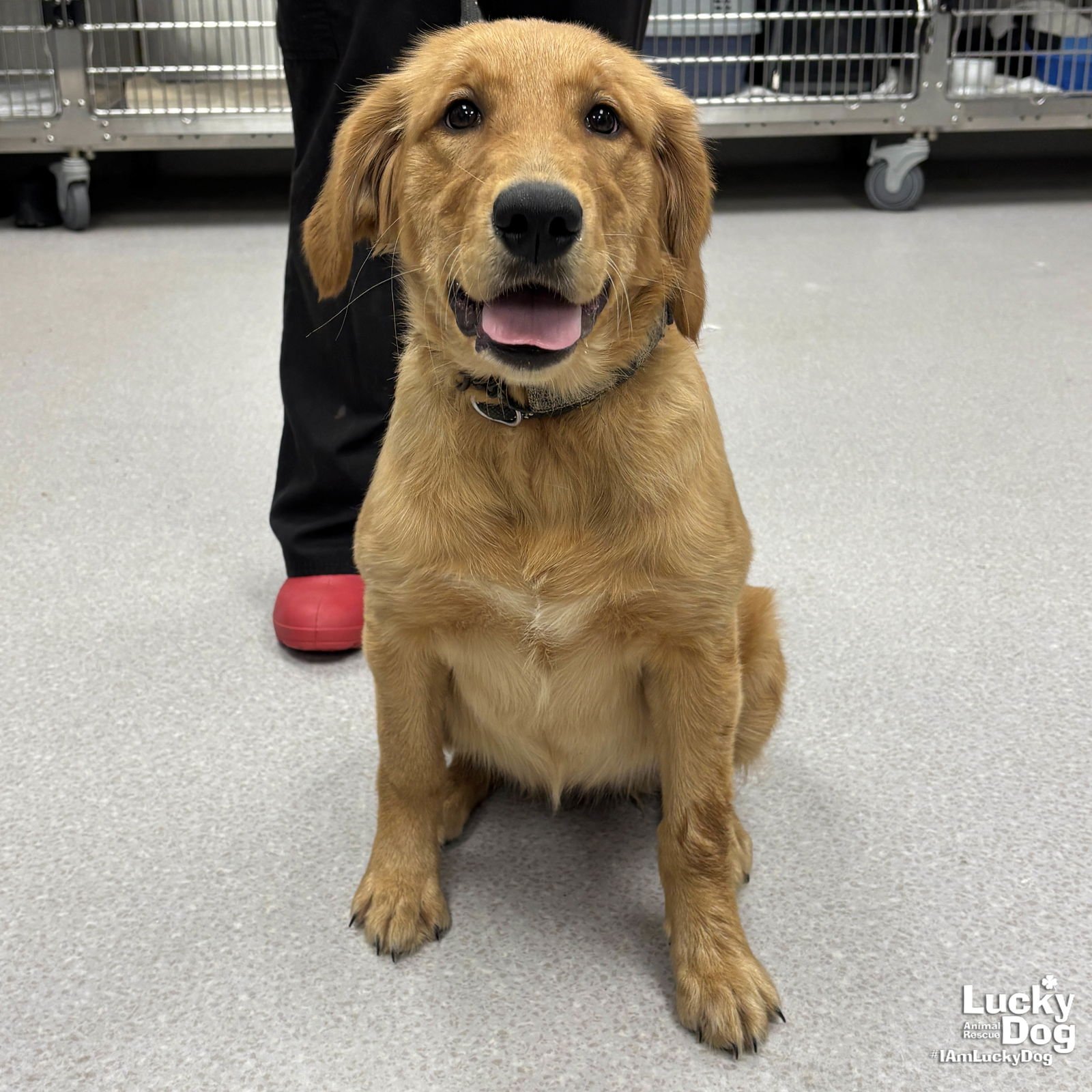 MORGAN - Golden Retriever available for adoption